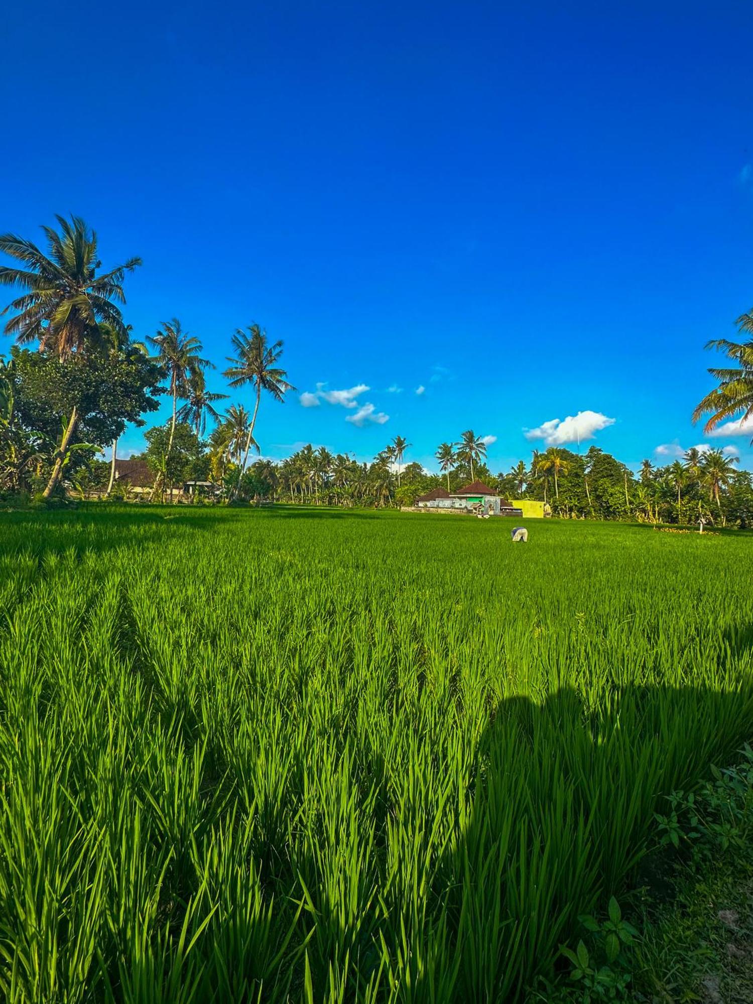 Nunu Bali Eco Friendly Retreat Ξενοδοχείο Canggu Εξωτερικό φωτογραφία