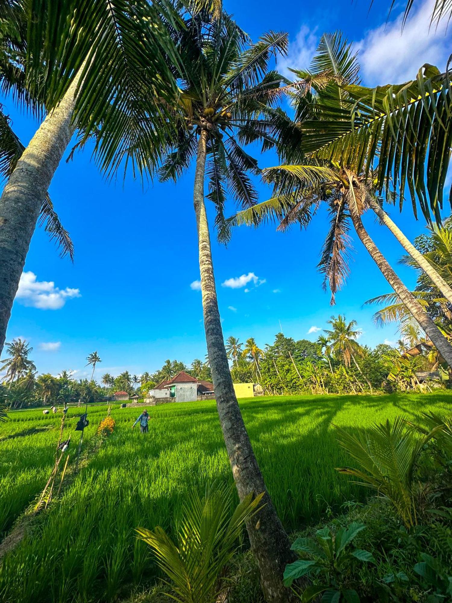 Nunu Bali Eco Friendly Retreat Ξενοδοχείο Canggu Εξωτερικό φωτογραφία