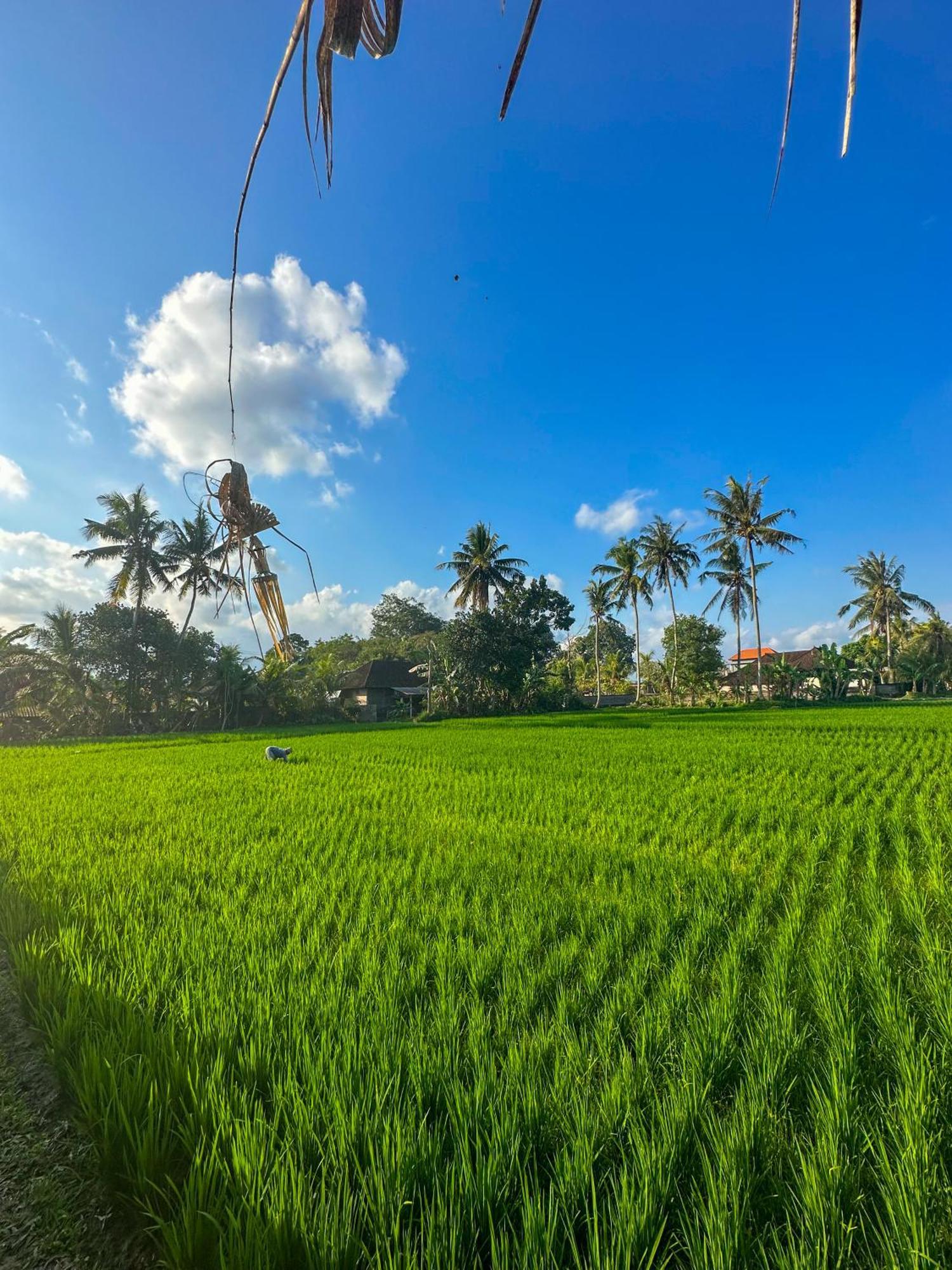 Nunu Bali Eco Friendly Retreat Ξενοδοχείο Canggu Εξωτερικό φωτογραφία